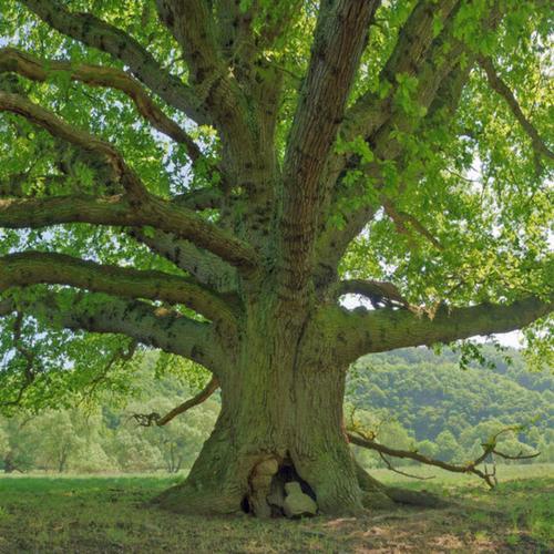 Eiche.jpg_500x500