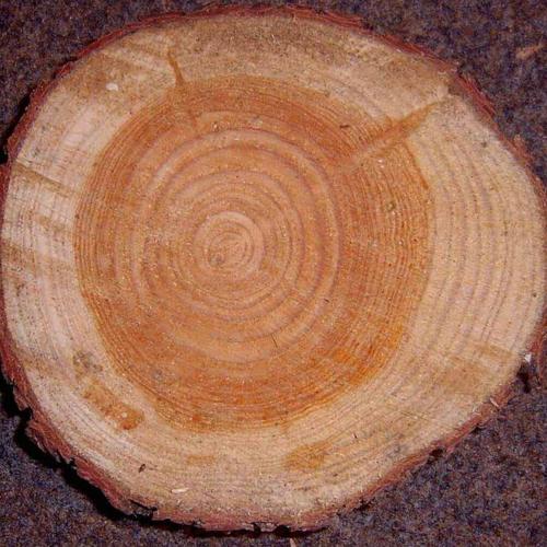 Lärche (6).jpg_500x500