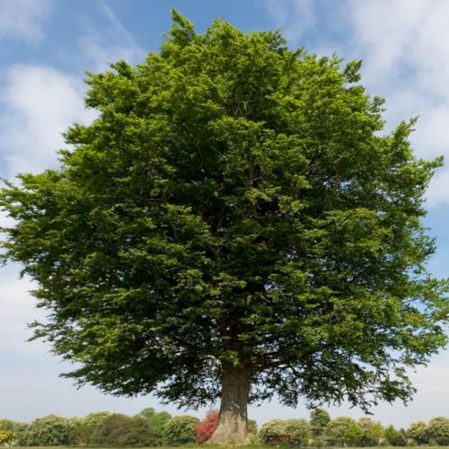 x-wiki_Buche.jpg_500x500